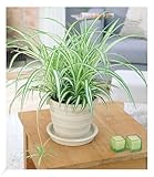 BALDUR Garten Chlorophytum Variegatum, 1 Pflanze, Luftreinigende Zimmerpflanze,...