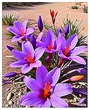 Krokus Zwiebeln,Winterharte Blumen,Krokusse Zwiebeln Winterhart,Winterhart...