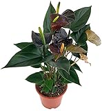 Fangblatt - Anthurium 'Black Love' - schwarze Flamingoblume im Ø 12 cmTopf, ca....