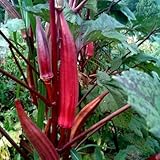100 Stück/Beutel Rote Okra-Samen, gesunde, essbare, natürliche Gumbo-Samen,...
