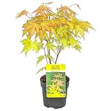 Bloomique - Acer Palmatum Orange Dream - Japanischer Ahorn - Orangefarbenes Laub...