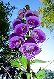 100+ Samen Rote Fingerhut,Digitalis purpurea' -Tolle Pflanze für den Garten-