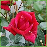 Kletterrose Red Flame in Rot - Kletter-Rose winterhart, stark duftend - Pflanze...