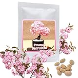Japanische Zierkirsche/Blütenkirsche 10 Samen/Pack (Prunus serrulata) - ein...