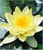 BALDUR Garten Seerose (Nymphaea) Goldgelb, 1 St. Wasserpflanzen Teichpflanzen