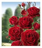 BALDUR Garten Delbard® Kletterrosen 'Messire Delbard®', 1 Pflanze,...