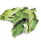 25 STK. Premium Nano Walnussblätter Grün ganz (je 4-8cm) - Laub für Aquarium...