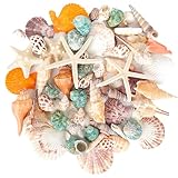 YSWOVUO Gemischt 10 Arten Ozean Muscheln und 3 Arten Seesterne, Natürliche...