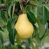 Williams Christ Birnenbaum - Tafelbirne Herbstbirne kleinbleibend | Reich...