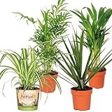 4x Luftreinigungsmischung - Echte Pflanzen für Drinnen - Zimmerpflanzen groß -...