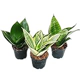 Exotenherz - Sansevieria trifaciata hahnii - 3 versch. Pflanzen im 5,5cm Topf -...