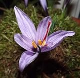 Krokuszwiebeln : Krokus Crocus sativus Safran Krokus Herbstkrokus 100...