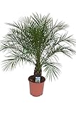 Phoenix Roebelenii Palme – ca. 110 cm Höhe, Zimmer- & Gartenpflanze –...