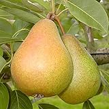 Birnenbaum Gellerts Butterbirne Birne kräftiger Buschbaum 110-140 cm im 10...