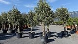 gruenwaren jakubik Olivenbaum Olive '20 Jahre' 170-180 cm, beste Qualität,...