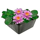 vdvelde.com - Rosa Seerose - Nymphaea Pink Opal - - Große Seerose-...