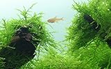 Tropica Aquarium Pflanze Javamoos Moos Taxiphyllum barbieri Nr.003TC in Vitro...