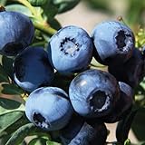 Heidelbeere früh Bluecrop 1L Garten Pflanze mit Schönen Blüten - Die Perfekte...