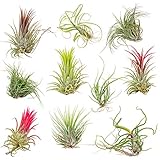 Bloomique - 10er Mix - Tillandsia - Tillandsien - Luftpflanzen Echt - Sehr...