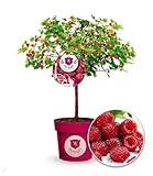BALDUR Garten Himbeer-Baum Raspbeary® mit Stamm & Krone, 1 Pflanze, winterhart,...