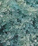 Artemisia 'Powis Castle' - Eberraute, Winterhart & Duftend, Silberlaubige...