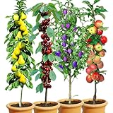 BALDUR Garten Säulen-Obst-Kollektion Birne, Kirsche, Pflaume & Apfel, 4...