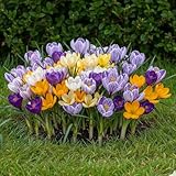 Riesen Krokusse Zwiebeln Winterhart Mehrjährig - Frühlingstraum - 50 exklusive...