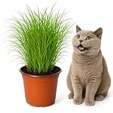 mgc24 Katzengras Cyperus zumula - Echtes Zyperngras im 12er Topf, fertig...