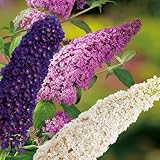 Drei-Farben-Sommerflieder 'Tricolor' (Buddleja Davidii) - Drei Farben Flieder in...