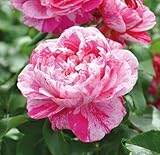 Kletterrose ’Colibri Fabfestival®‘ ist eine zweifarbige, duftende Rose. Die...