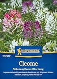 Kiepenkerl Cleomesamen Spinnenpflanze Mischung 1067250 – imposante, buschig...