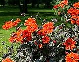 Dahlia variabilis Bishop’s Children - 20 Samen