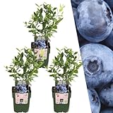 Plants by Frank | 3 Heidelbeeren Pflanzen | Blaubeeren Pflanzen | 100% Bio...