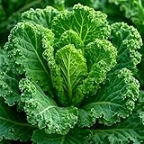 Grünkohl Champion – Brassica oleracea – Winterharter Grünkohl mit zarten...