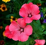 Sommermalve Vulcan - Malope trifida - 100 Samen