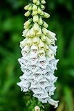 Digitalis Purpurea Alba, Weißer Fingerhut 100 Samen -attraktiven schneeweiß...