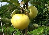 Apfelbaum groß alte Sorte Obst Baum Weißer Klarapfel Baum Busch - in Premium...