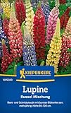 Kiepenkerl Lupinensamen Russel Mischung 1015500 - Mehrjährige Blumensamen mit...