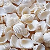 Muscheln Deko, 150 Stück Natürliche Jakobsmuscheln Muschel Weiße, 2-3.5 Cm...