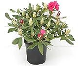 Rosarote Alpenrose - Rhododendron Nova Zembla - 50-60cm im 5 Ltr. Topf [2943]