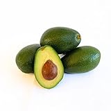 Avocado-Baum „Bacon“ im Topf 130–160 cm | Kräftige Avocadopflanze im...