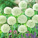 Allium White Giant (Packung mit 5 Zwiebeln), Riesen Zierlauch Giganteum,...