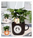 BALDUR Garten Coffea Arabica im Barista Keramiktopf, 1 Kaffee-Pflanze Kaffeebaum...