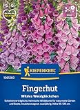 Kiepenkerl Fingerhutsamen Wildes Waldglöckchen 1061260 - Schattenverträgliche...