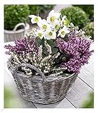 BALDUR Garten Sortiment Winterzeit, 4 Pflanzen Erica carnea & Helleborus Niger,...