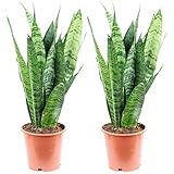 2er-Set Bogenhanf - pflegeleichte Zimmerpflanze, Sansevieria trifasciata Black...