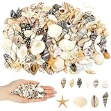 Maxmoc 200 Stück Muscheln, Muscheln zum Basteln, Natürliche Muscheln Deko,...