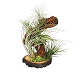 Exotenherz - Tillandsien auf Wurzelbaum - gross - 5 Pflanzen