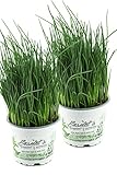 2x Schnittlauch Pflanze, Marktfrische Pflanze, Allium schoenoprasum im...