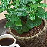 Gardeners Dream Coffea Arabica Kaffeepflanze mit Topf (40-50 cm inkl. Topf) -...